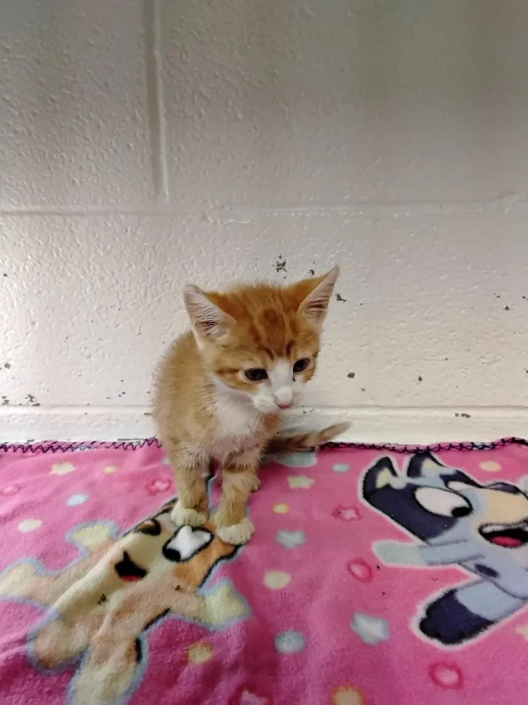 A baby small-sized male Domestic Short Hair cat named Lestat for adoption in Ada, OK