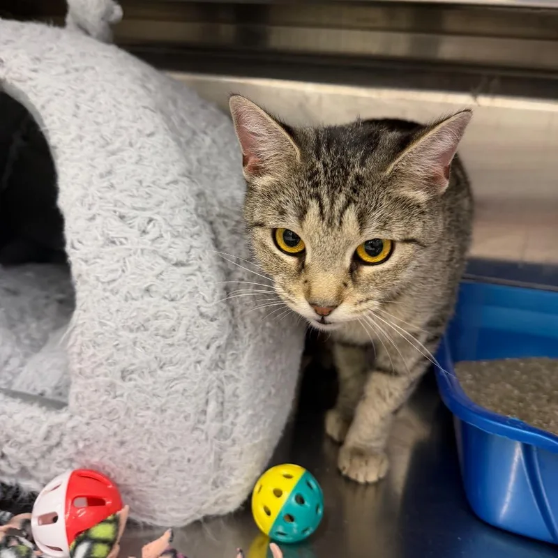 An adult medium-sized female Brown / Chocolate Domestic Short Hair cat named Ava for adoption in Hamburg, NY