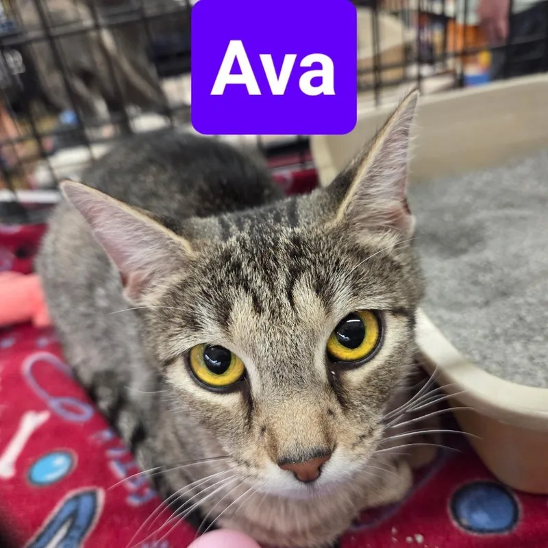 Ava thumbnail 3