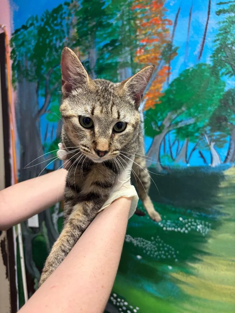 A young small-sized male Domestic Short Hair cat named Cicada for adoption in New Braunfels, TX