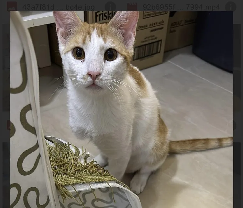 A baby small-sized female Orange & White Domestic Short Hair cat named Sema for adoption in Randolph, MA