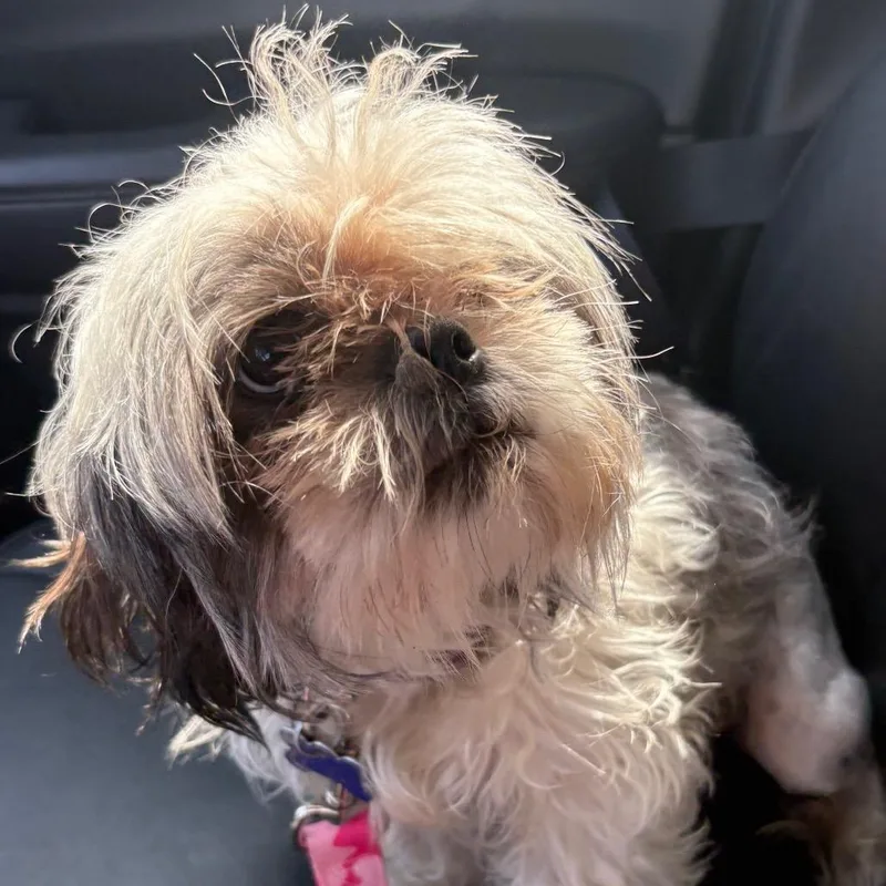 An adult small-sized female White / Cream Shih Tzu dog named Ginger for adoption in Gulfport, MS