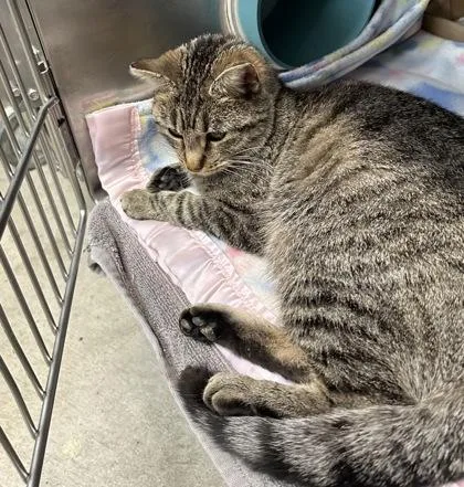 An adult medium-sized female Gray / Blue / Silver Domestic Short Hair cat named Kammy @ Petsmart for adoption in Rapid City, SD