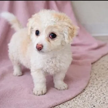 A young small-sized male Apricot / Beige Chihuahua dog named Tommy for adoption in Buffalo, MN