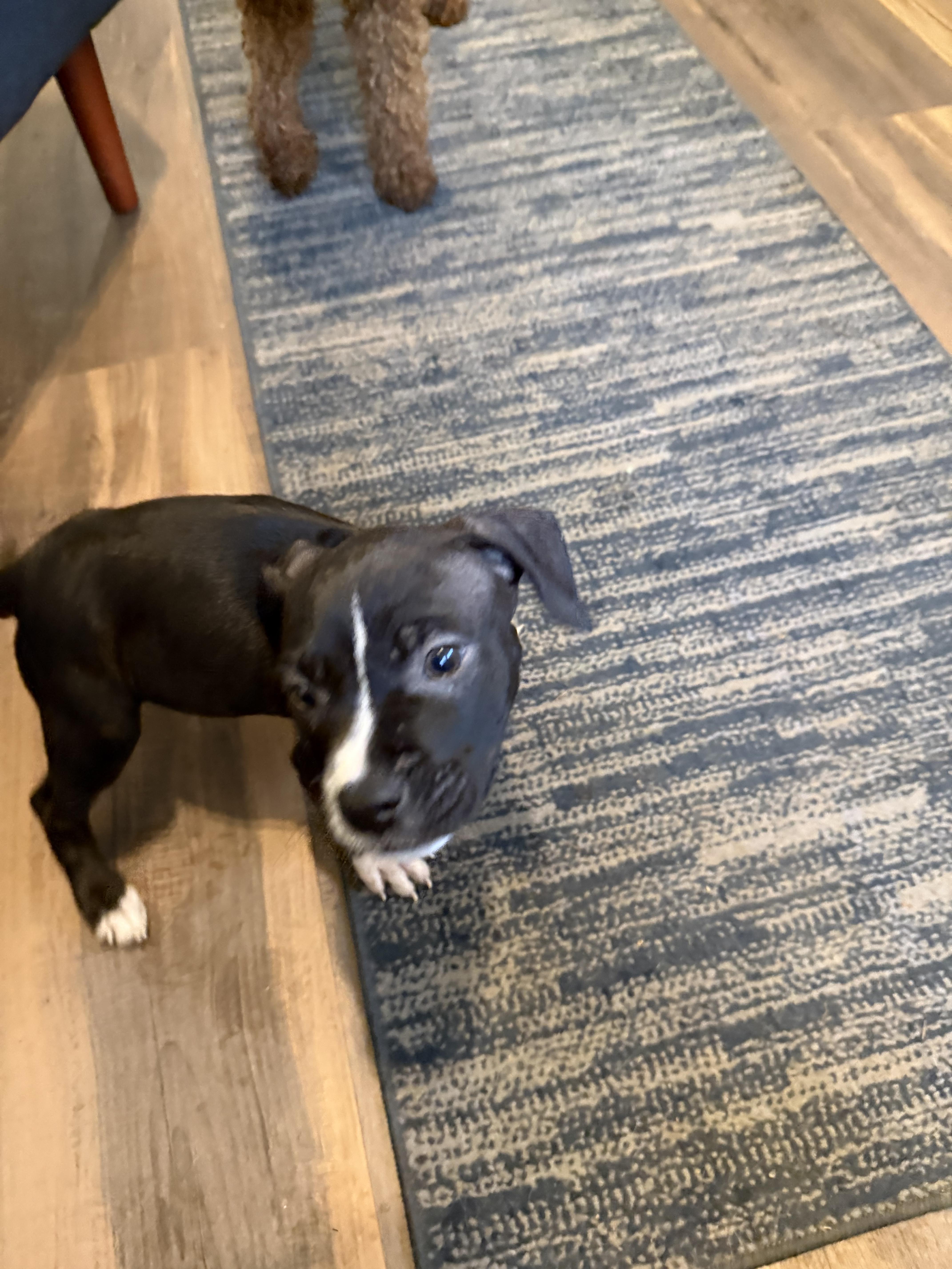 A baby medium-sized male Pit Bull Terrier dog named Otis for adoption in Alexandria, VA