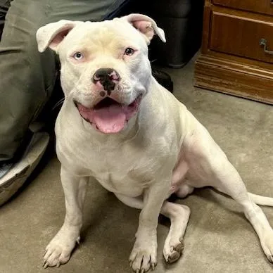 A young large-sized male White / Cream American Bully dog named Bubba for adoption in Wilmington, OH