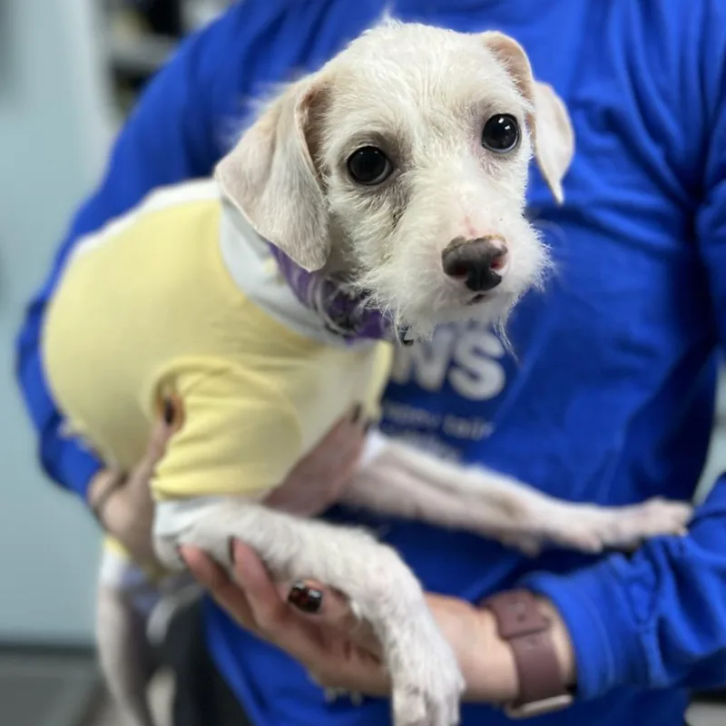 Frizzle Sizzle thumbnail 2