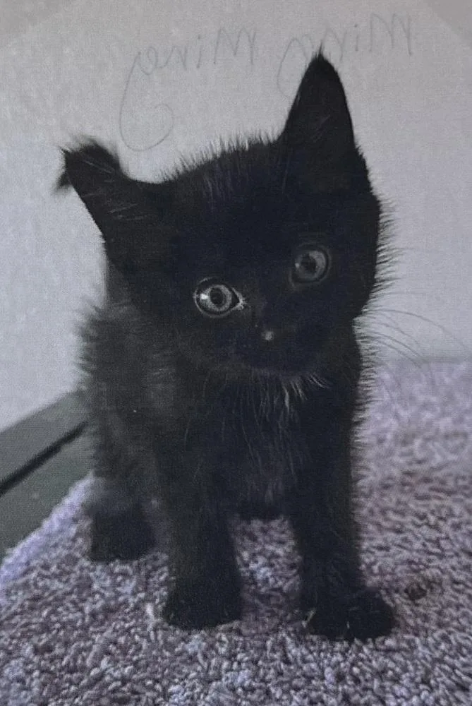 A baby small-sized female Black Domestic Short Hair cat named Ming Ming for adoption in Fort Madison, IA