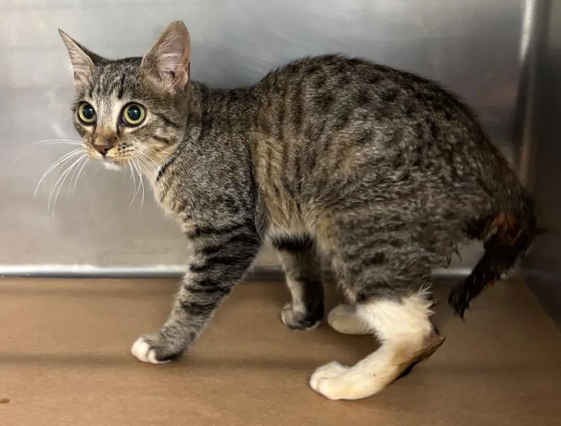A baby medium-sized female Domestic Short Hair cat named Moony for adoption in Cartersville , GA