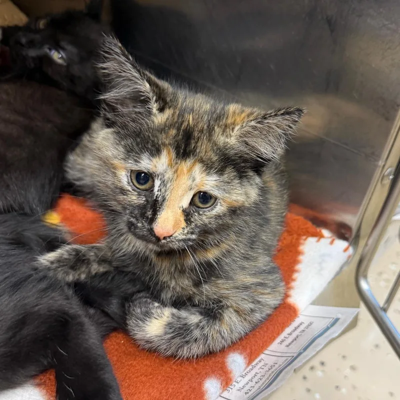 A baby small-sized female Calico Domestic Short Hair cat named Mary Lincoln for adoption in Newport, TN