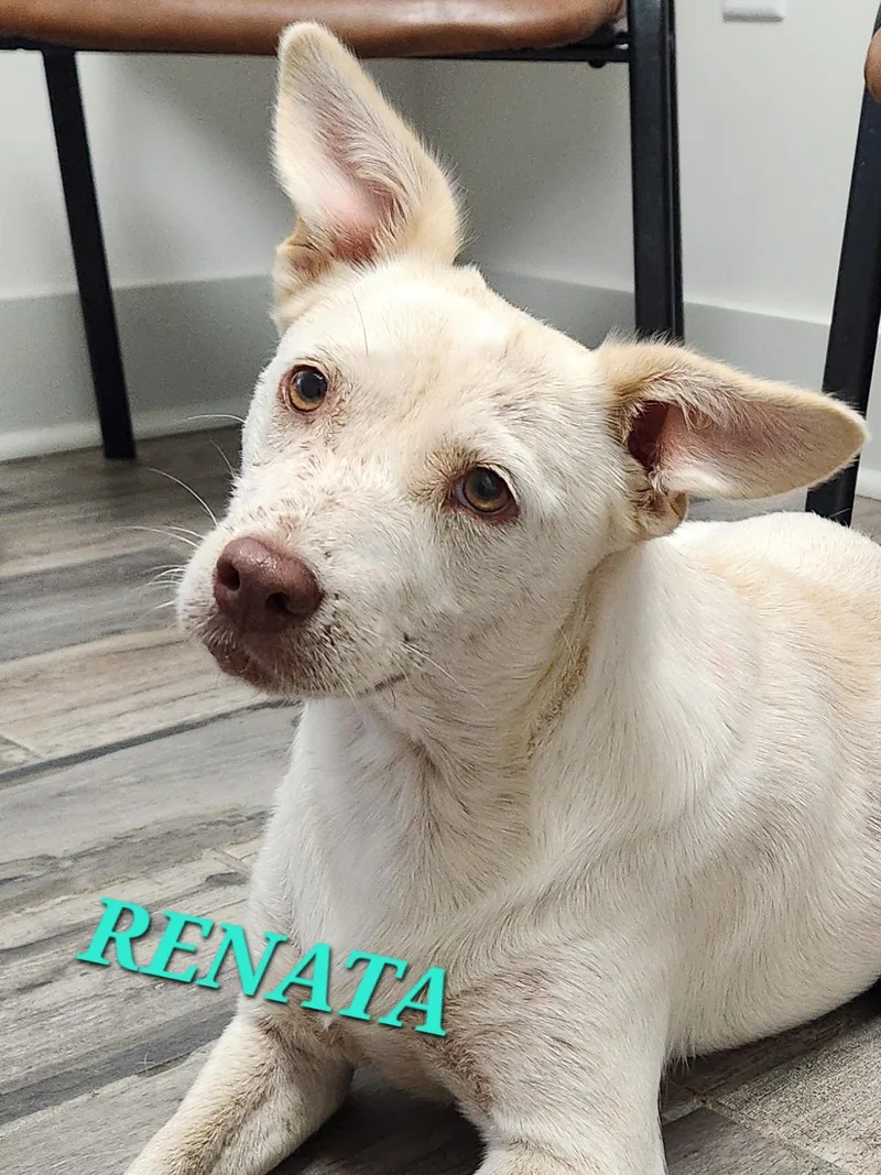 Renata thumbnail 2