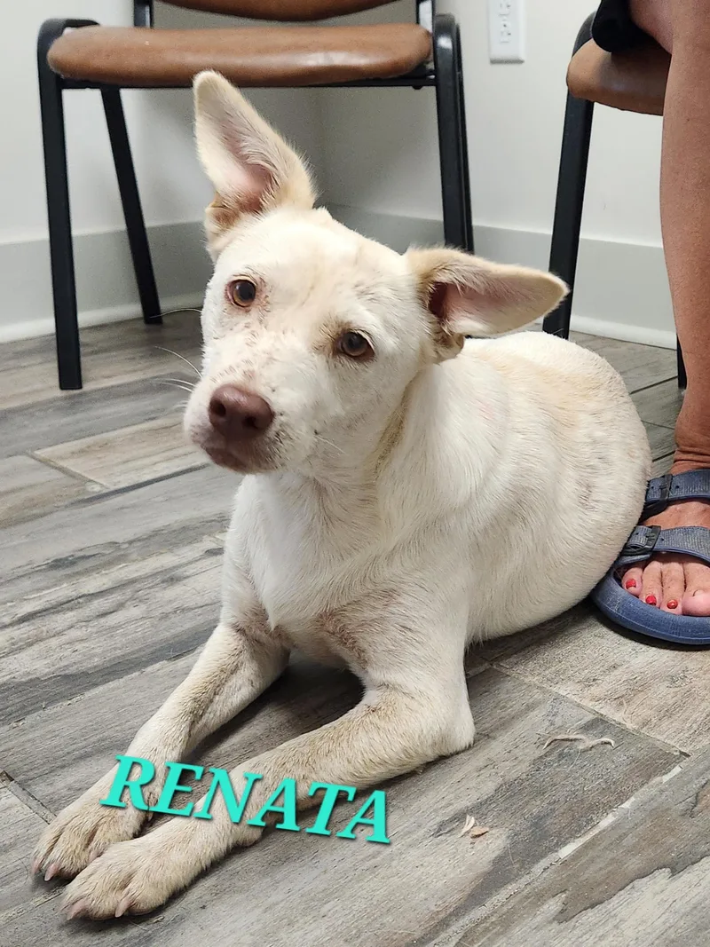 Renata thumbnail 3