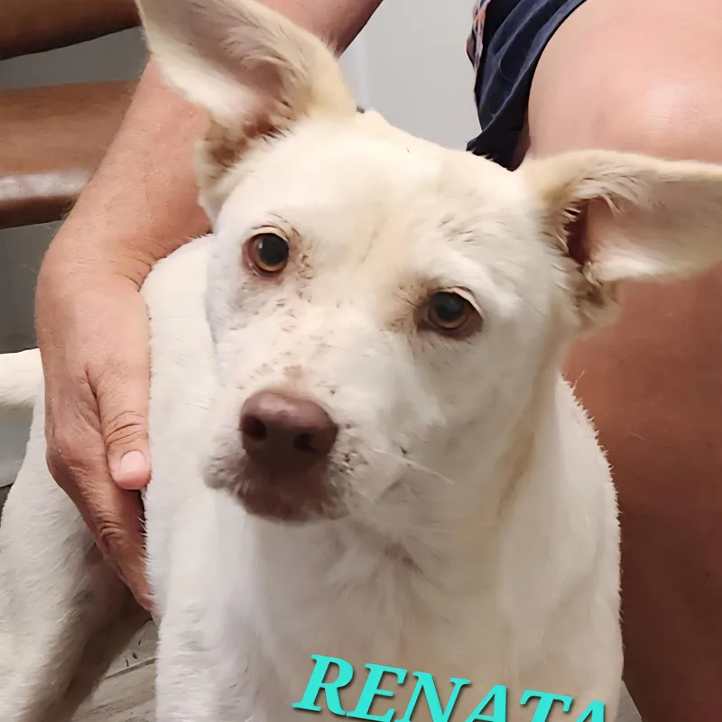 Renata thumbnail 4