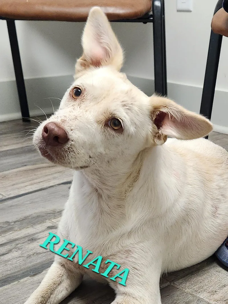 Renata thumbnail 6
