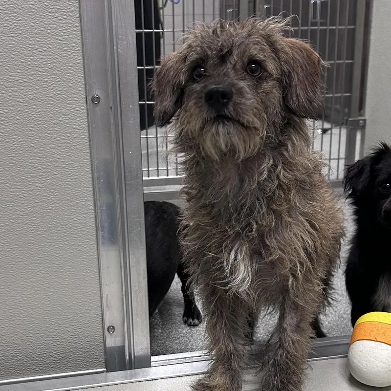 An adult small-sized male Brown / Chocolate Mixed Breed dog named Gerard for adoption in Hinsdale, IL