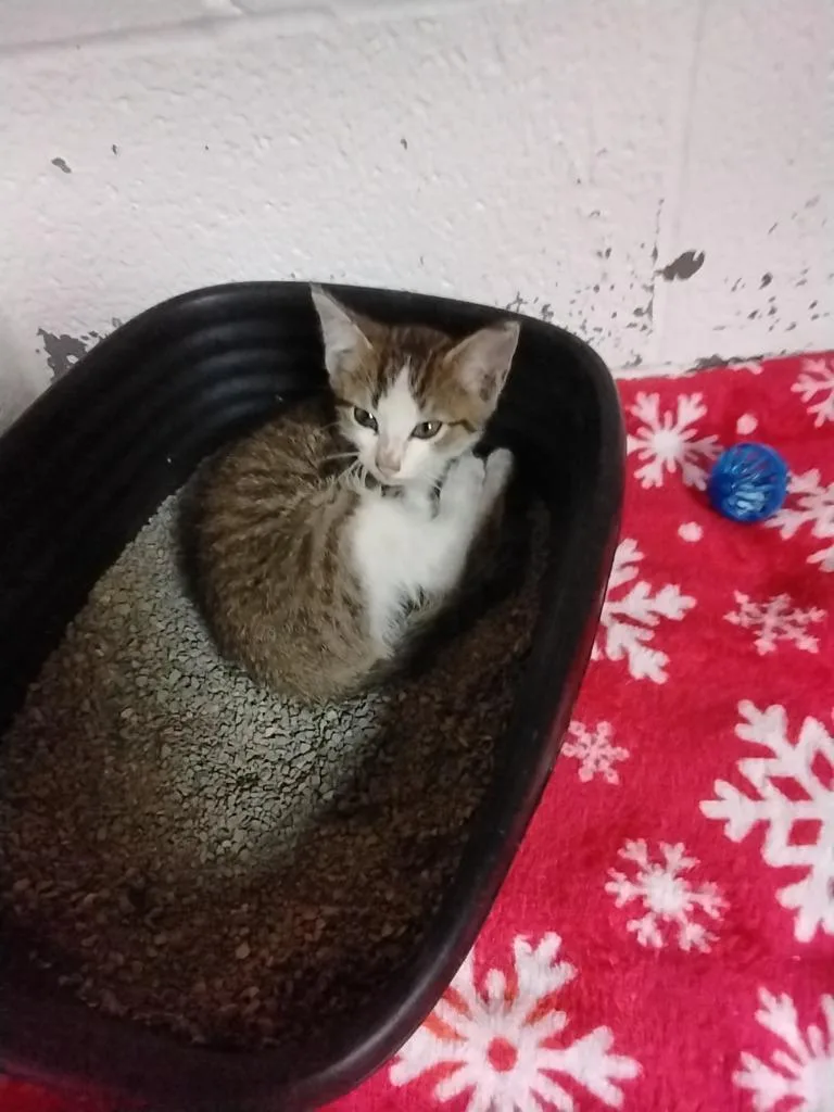 A baby small-sized male Domestic Short Hair cat named Tiger for adoption in Ada, OK