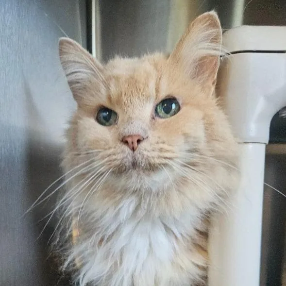 An adult large-sized female Domestic Long Hair cat named Nova for adoption in Barron, WI