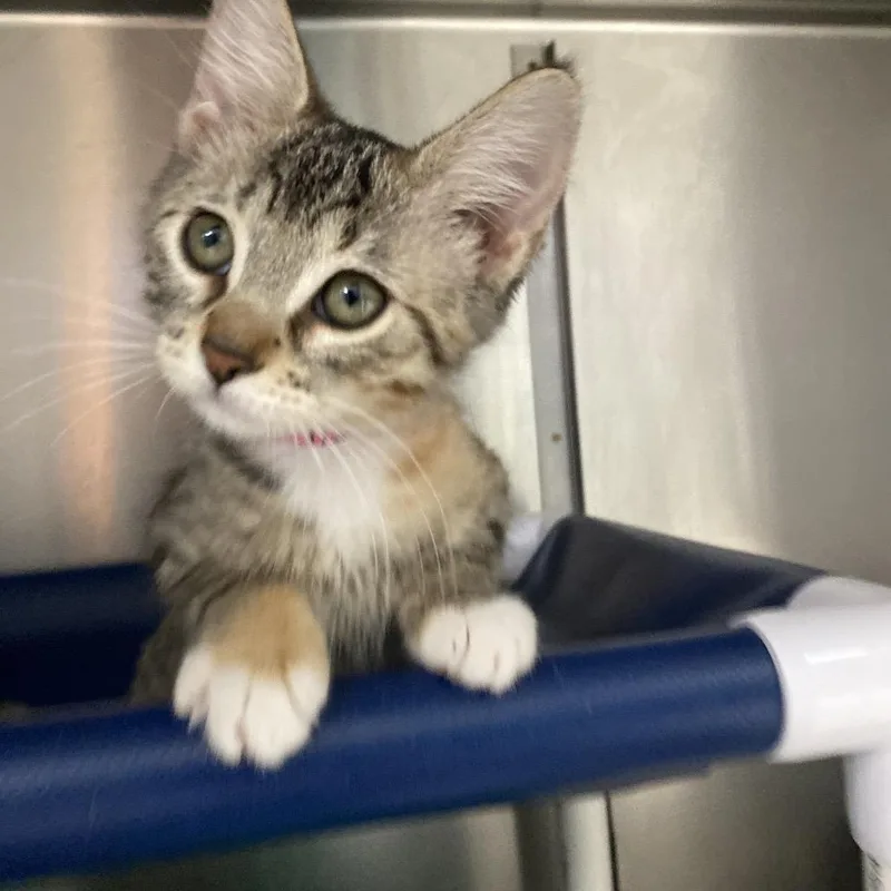A baby small-sized female Brown / Chocolate Domestic Short Hair cat named Apple for adoption in Lakeland, FL