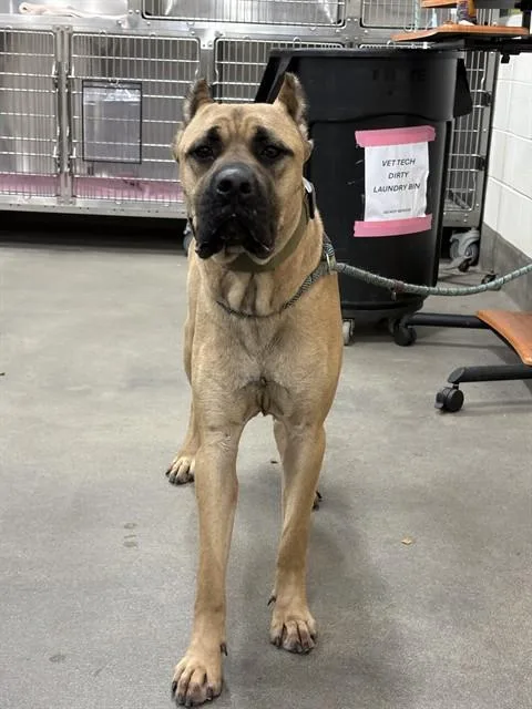 A young large-sized male Presa Canario dog named Scoobs for adoption in Upper Marlboro, MD