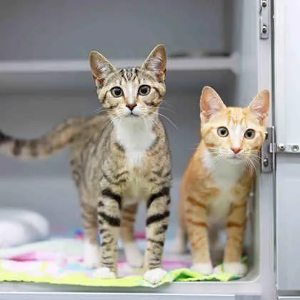 A baby small-sized male Orange / Red Domestic Short Hair cat named Golden for adoption in Atlanta, GA