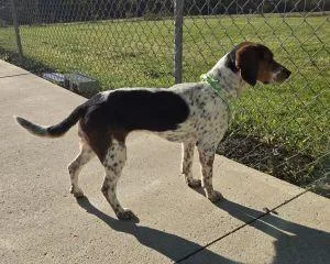 An adult small-sized female Beagle dog named Scarlett for adoption in Bucyrus, OH