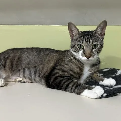 A young medium-sized female Tabby (Brown / Chocolate) Domestic Short Hair cat named Nala for adoption in East Brunswick, NJ