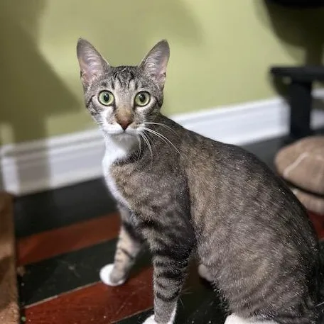 Nala thumbnail 4