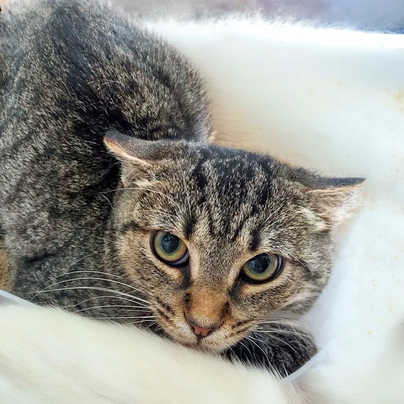 A baby small-sized male Brown / Chocolate Domestic Short Hair cat named Ron for adoption in Chapel Hill, NC