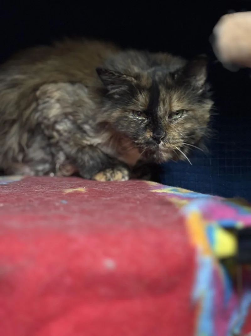 Foo Foo & Gypsy thumbnail 2