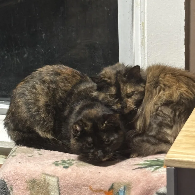 Foo Foo & Gypsy thumbnail 3