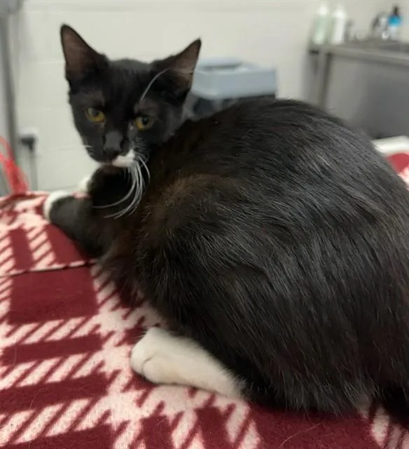 A baby small-sized female Domestic Short Hair cat named Kacey for adoption in Peoria, IL