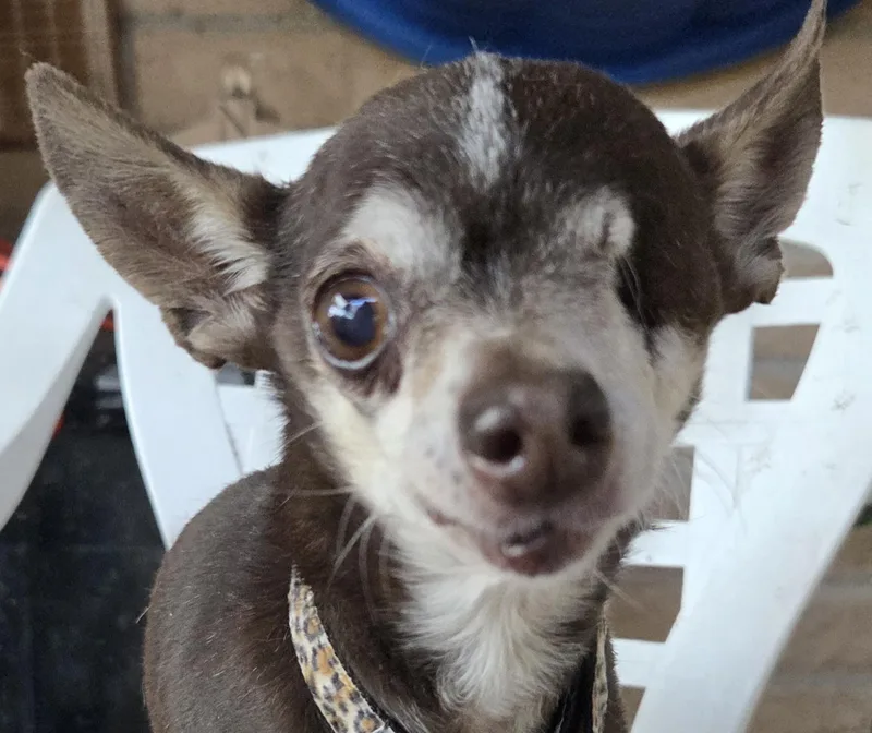 Chico