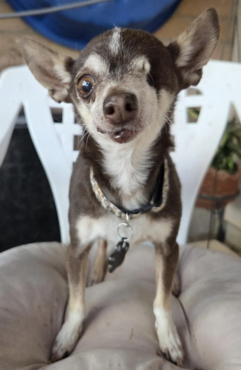 Chico thumbnail 2