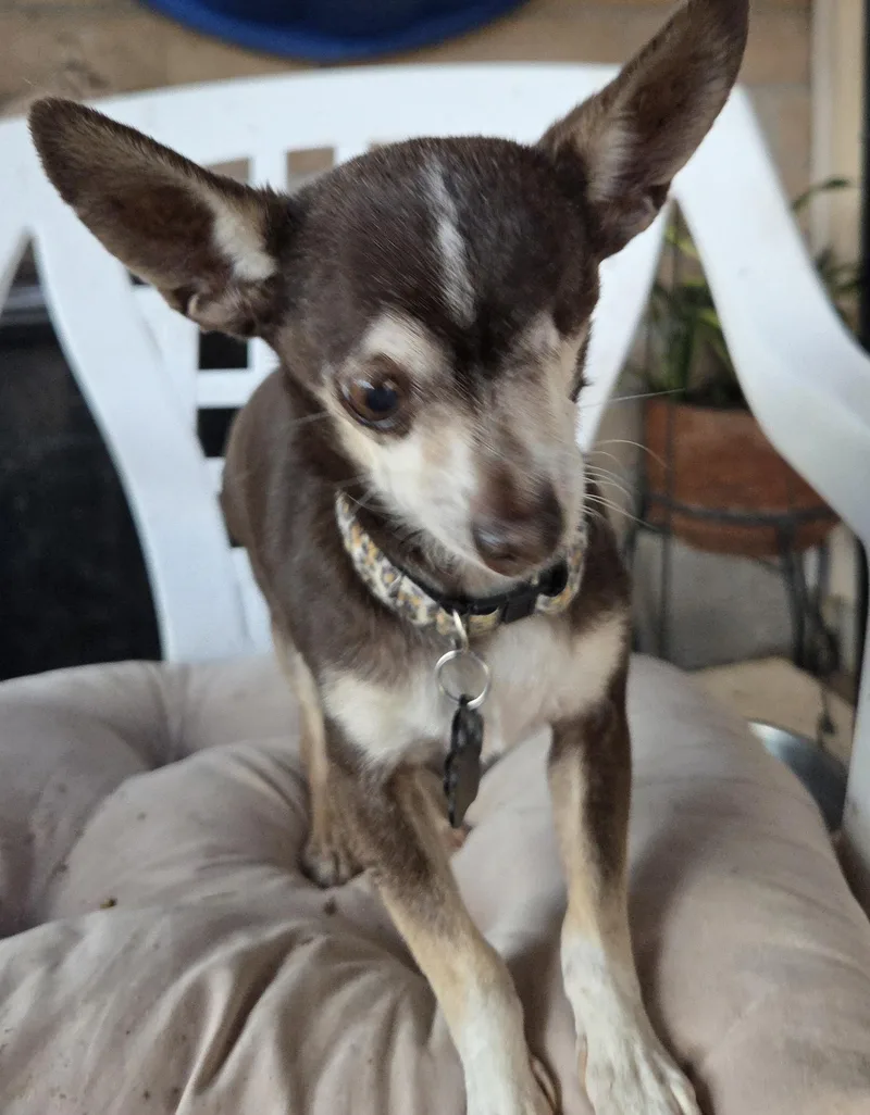 Chico thumbnail 3
