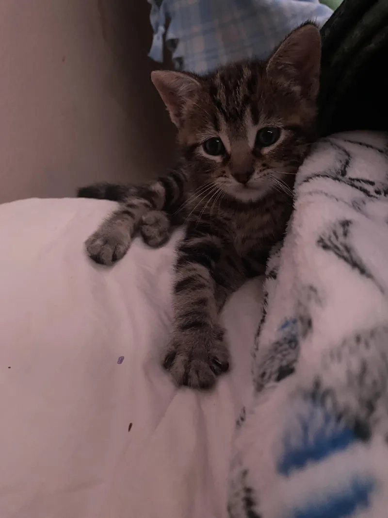 A baby large-sized male Tabby (Brown / Chocolate) Domestic Short Hair cat named John for adoption in Norco, CA