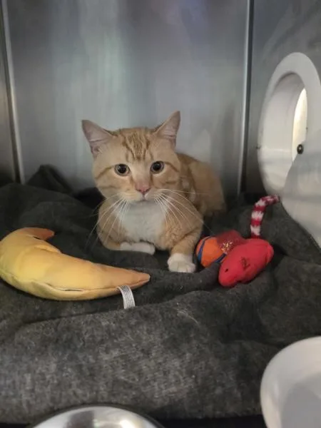An adult medium-sized male Domestic Short Hair cat named Buttercup for adoption in Cleveland, TN