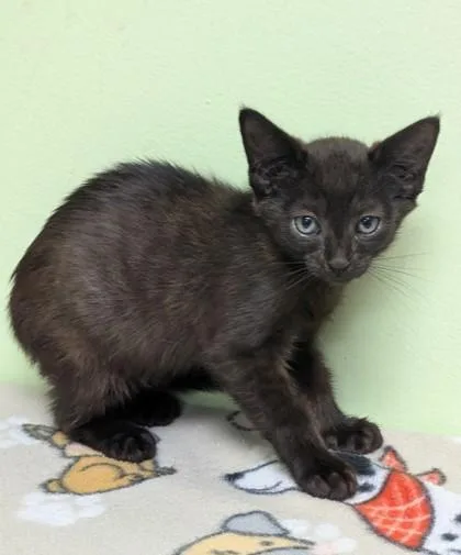 A young small-sized male Domestic Short Hair cat named Erik for adoption in Taylorsville, NC