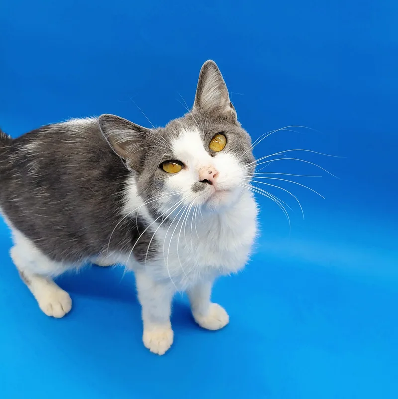 An adult medium-sized female Gray & White Domestic Short Hair cat named Aiyanna for adoption in Springfield, MO