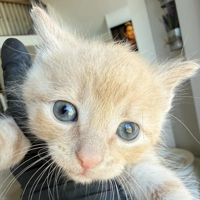 A baby small-sized male Orange / Red Domestic Short Hair cat named Turmeric for adoption in Alexandria, VA