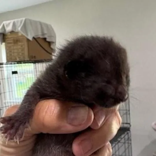 A baby small-sized female Black Domestic Short Hair cat named Tabitha for adoption in League City, TX