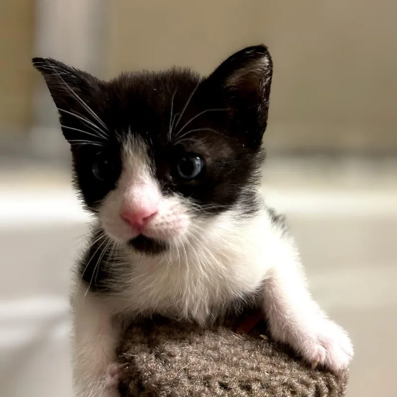 A baby small-sized female Black Domestic Short Hair cat named Chin Chin for adoption in Tustin, CA