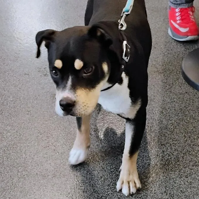A young medium-sized male Black Mixed Breed dog named Romeo for adoption in Allentown, PA