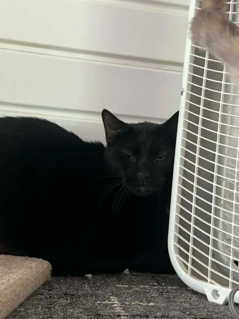 An adult medium-sized male Domestic Short Hair cat named Fang for adoption in Marion, OH