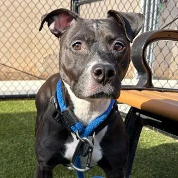 An adult medium-sized female Black Pit Bull Terrier dog named Pattie for adoption in Philadelphia, PA