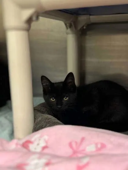 A baby small-sized female Domestic Short Hair cat named Charlie for adoption in Munster, IN