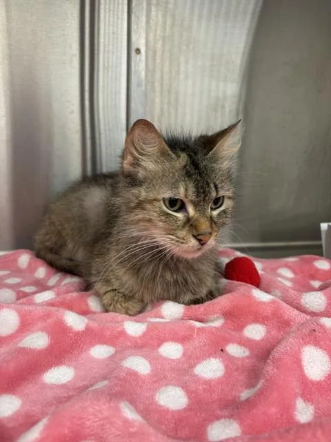An adult small-sized female Domestic Medium Hair cat named Belle for adoption in Indianapolis, IN