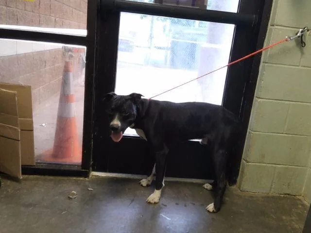 A young large-sized male Pit Bull Terrier dog named Ernie for adoption in Tulsa, OK