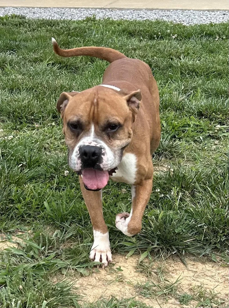 An adult large-sized male Boxer dog named Bowser for adoption in Steeleville, IL