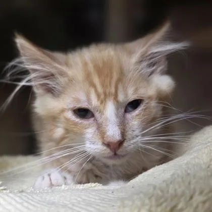 A baby small-sized male Domestic Short Hair cat named Tangerine for adoption in Westland, MI