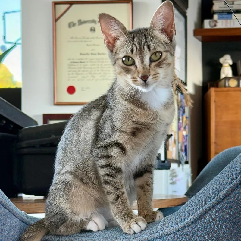An adult small-sized female Torbie Domestic Short Hair cat named Laila for adoption in Los Angeles, CA